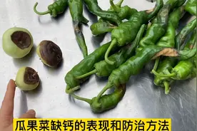 辣椒干瘪烂尖 蕃茄脐部发黑腐烂开裂 叶片卷曲 边缘烧焦都是缺钙视频封面