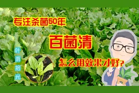 百菌清：专注杀菌50年，防治100多种病害，使用时一定要注意这3点视频封面