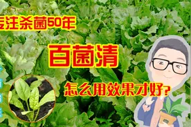 百菌清：专注杀菌50年，防治100多种病害，使用时一定要注意这3点视频封面