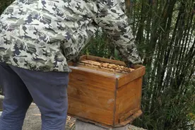 养蜂人天天开箱看蜜蜂，为什么蜜蜂不蛰他？原来他有这个技巧视频封面