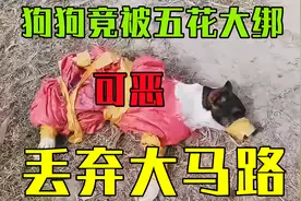 可怜狗狗被主人五花大绑丢弃大马路上，简直变态啊视频封面