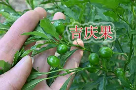 植物“吉庆果”好看有毒！花卉观赏矮小灌木，用途与价值了解吗？视频封面