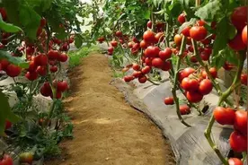 不管种植啥蔬菜，农村常用的这3个笨办法，比任何技巧都好使视频封面