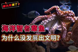3颗心脏9个大脑，2套记忆系统，海洋“智者”章鱼是外星生物吗?视频封面