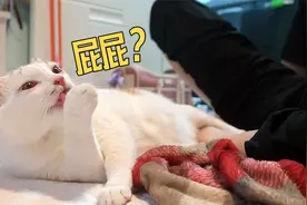 超实用给小猫咪挤肛门腺办法 爱猫人士必看！视频封面