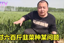 河南这个古老的村子成“韭菜之乡”，亩产600斤韭菜种子，很少见视频封面