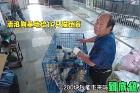 流浪狗基地给15只猫集体绝育，场面有点震撼，到底值不值