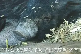 黑猪这辈子没吃过大萝卜，主人拿来给它吃，猪的吃相太逗了