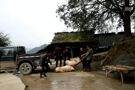 贵州农村办酒，卡车拉来两头猪，杀了办酒视频封面