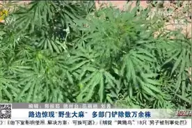 铲除没商量！德州一道路边发现数万株野生大麻，专家：系野生入侵视频封面
