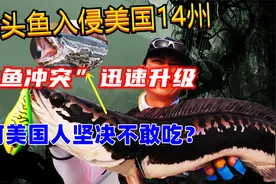 蛇头鱼入侵美国14州，“人鱼冲突”迅速升级，为何美国人坚决不吃视频封面