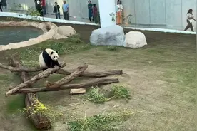 男子在卡塔尔看望熊猫京京，用四川方言喊话下一幕破防：遇到老乡视频封面
