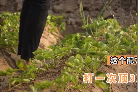 这个配方专杀螨虫和蚜虫，打一次顶3次！你用过几种视频封面
