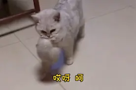 告诉我家猫不想吃猫仔饭了，可我家猫丝毫不罢休，非叼小猫给我吃视频封面