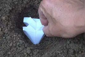 男子用气球装满水孵化鹌鹑蛋，仅用15天孵出鸟宝宝，令人大开眼界