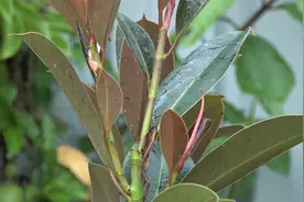 橡皮树打顶不长分枝？把氮元素换种用法，分枝一次冒仨视频封面