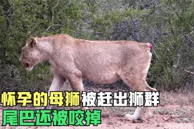 即将分娩的母狮被赶出狮群，尾巴还被咬掉，怀孕的它能否生存下来