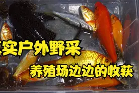 真实户外野采， 今天晚上山脚的小溪，收获金鱼一桶视频封面