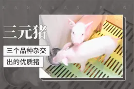 三元猪——三个品种杂交出的优质猪视频封面