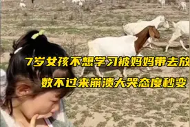 7岁女孩不想学习被妈妈带去放羊 ，数不过来崩溃大哭态度秒变视频封面