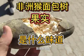 非洲猴面包树的果子究竟是什么味道，今天就尝到了，味道告诉大家