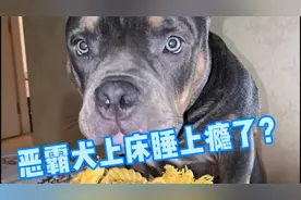恶霸犬自己床不睡就挤着主人几个意思？难道是家里太冷清需要人陪