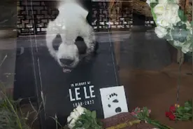 旅美大熊猫“乐乐”死因公布：心脏病变可能是主要原因视频封面