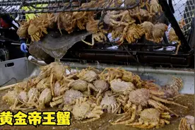 生活在五六百米深海的黄金帝王蟹，知道捕蟹船是如何打捞上岸的吗视频封面