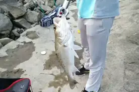 串钩挂泥鳅，钓鲈鱼鳜鱼翘嘴，效果比路亚高上几十倍视频封面