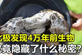 南极冰层开始融化，竟发现4万年前生物，究竟还隐藏着什么秘密？视频封面