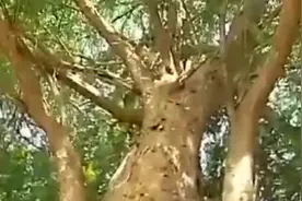 红豆杉全身是宝，是一级珍稀濒危保护植物，被称为“植物大熊猫”视频封面