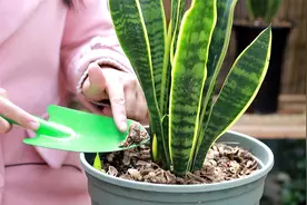 养虎皮兰，选对“肥料”，侧芽蹿不停，土壤不板结视频封面