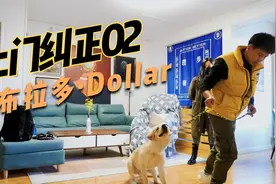 拉布拉多不听话怎么办，美女请来训犬师手把手教训犬，会变乖吗?视频封面