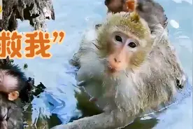 坏的冒烟的猴妈！绑架人家猴宝还给带到水里视频封面
