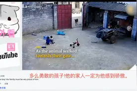 中国勇敢的男孩吓跑牛保护妹妹 哥哥：“我来保护你”视频封面