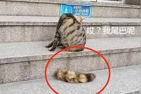 猫咪有多混蛋：流浪猫咪尾巴断了却没有血迹！走近一看哭笑不得！视频封面