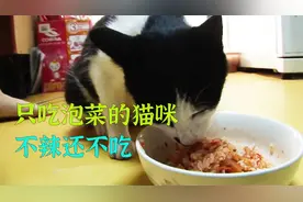 只爱吃泡菜的猫咪，还只爱吃辣的，捡邻居家丢掉的泡菜吃视频封面
