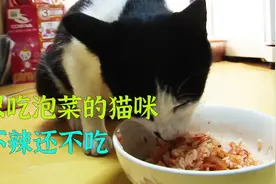 只爱吃泡菜的猫咪，还只爱吃辣的，捡邻居家丢掉的泡菜吃视频封面