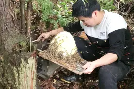 确切的说，2019年放的第一个诱蜂箱来蜂啦，收回家用桶养起来视频封面