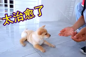 小奶狗出生才32天，不仅听懂人话，乖巧实在让人疼，太治愈了视频封面