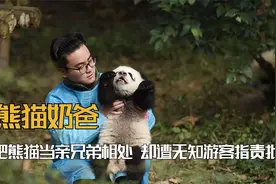 谭爷爷遭投诉停职，发箍奶爸被游客吼，熊猫饲养员为何屡遭投诉？视频封面