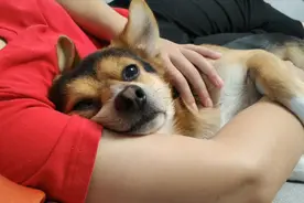 狗狗睡觉非要女主哄着抱着才睡，这可爱的小表情把我心都萌化了视频封面