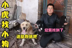 小虎妈把小狗给扔了，急的小虎带金毛到处寻找，万幸终于给找到了视频封面