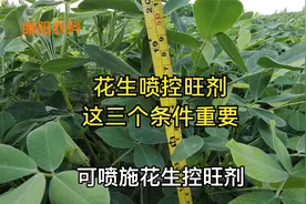 花生喷施控旺剂，只有具备这三个条件，才能结果多增产显著