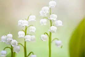 风韵音乐：东等不才，剑屦俱奋；万里崎岖，为国效命。——毛泽东视频封面