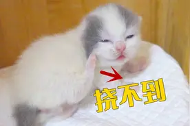 小奶猫学妈妈挠痒痒，结果腿短碰不到，一脸傻样！视频封面