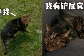 奶凶奶凶的流浪猫主动求收养的全过程，猫：我的主人我自己选~