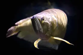 可以家养的十大淡水食肉鱼类，第一位人人都知道！！视频封面