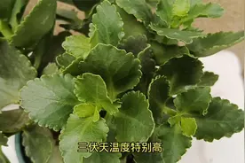 三伏天养长寿花，正确的“摆放位置”可以安全度夏，避免黑腐烂根视频封面