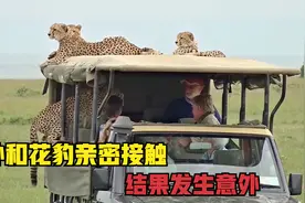 作死老外和花豹亲密接触，结果发生意外，看完让人后背一凉！视频封面